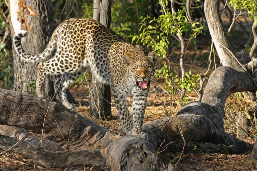 leopard-wildcat-big-cat-botswana-46790